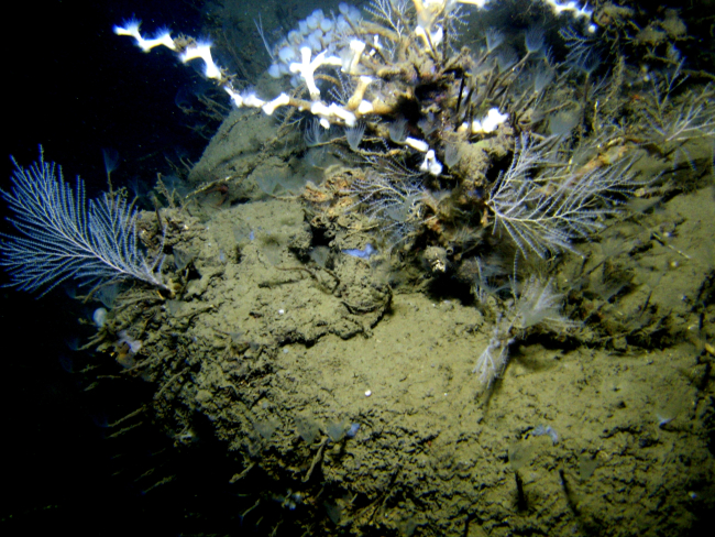 Numerous tube worms with feeding tentacles extended, white lophelia coral, acolony of small ping pong ball like sponges, and small bamboo coral bushes
