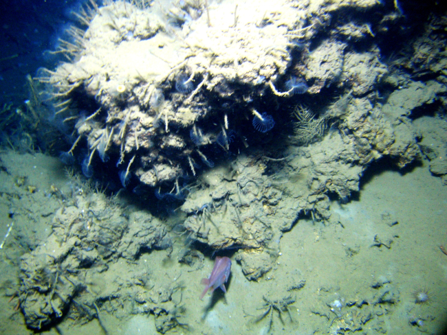 An outcrop in a cold seep area with numerous tube worms with feeding tentaclesextended and lamellibrachian tube worms seen below and to the left