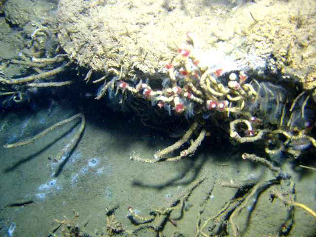 An outcrop in a cold seep area with numerous tube worms with feeding tentaclesextended intermixed with cold seep lamellibrachian tube worms with red tips
