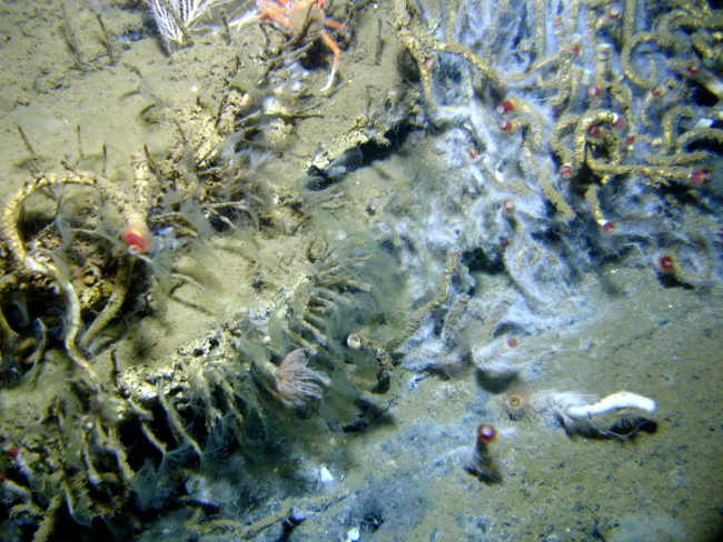 At least three different species of tube worm are at this cold seep site - largechemosynthetic lamellibrachian tube worms with the red tips, small tube wormswith white feeding tentacles extended, and a large thick tube worm with robustfeeding tentacles extended in bottom left of image