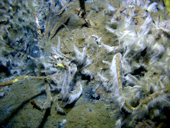 Lamellibrachian tube worms and white filamentous bacterial material at a coldseep site