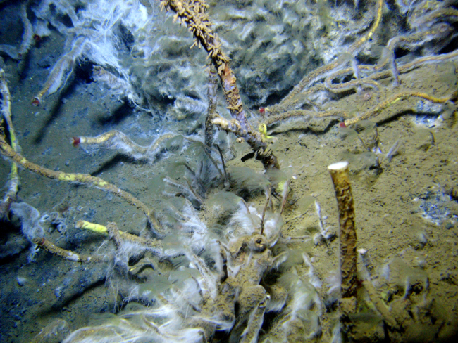 Lamellibrachian tube worms with white filamentous bacterial material at a coldseep site