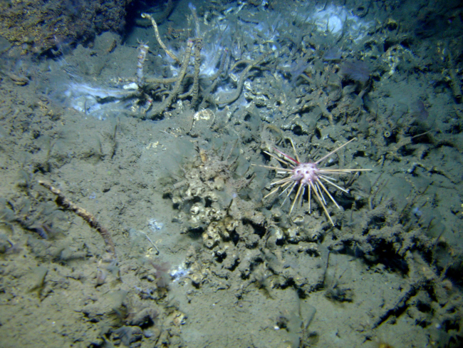 A large globular pencil urchin at a cold seep site with lamellibrachian tubeworms and white bacterial material