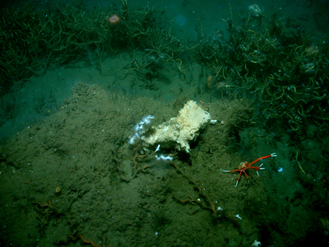 A cold seep site with lamellibrachian tube worms, an orange and white squatlobster with long chelae, and an orange anemone at top of image
