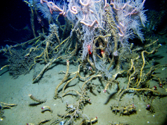 Callogorgia americana coral bush with large ophiuroid brittle stars growing in a stand of lamellibrachian tube worms at a cold seep site