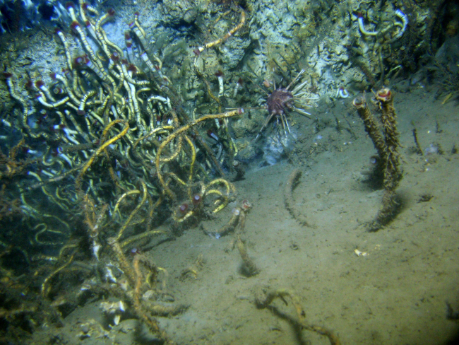 Lamellibrachian tube worms and a large pencil urchin at a cold seep site