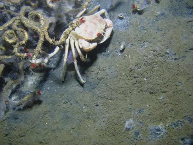 A golden crab (Chaceon fenneri) using a cold seep site and lamellibrachian tubeworms as habitat