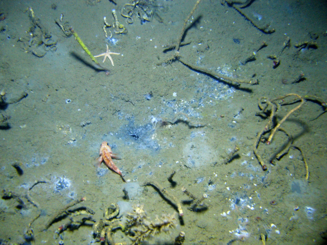 A cold seep site with lamellibrachian tube worms, a small white sea star, and ablackbelly rosefish