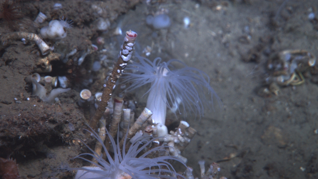 Lamellibrachian tube worms at a cold seep site growing amidst large whiteanemones and small white sponges