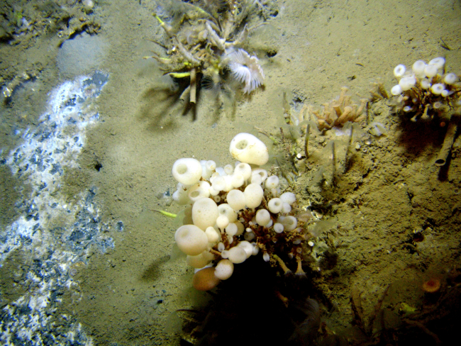 Lamellibrachian tube worms, a large white feather duster worm, globular lollipopsponges, and white and gray bacterial mat