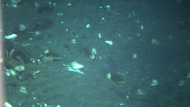 Mussels and whelks at a cold seep site