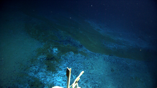 The ROV is following an area of discolored sediment to ultimately a large brinepool