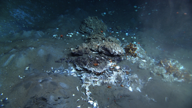 A cold seep site with brown globules of oil rising up from the seafloor