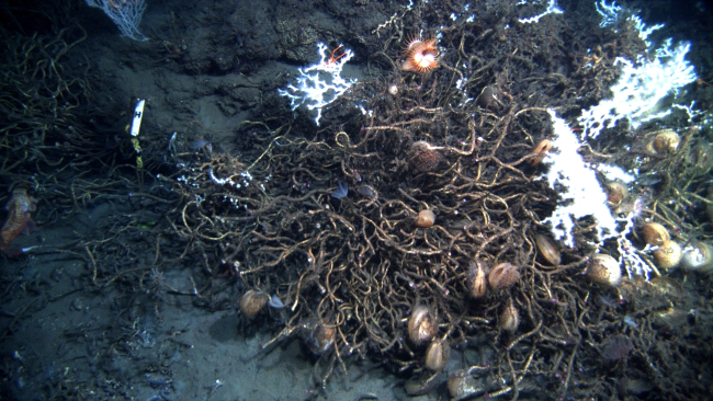 Cold seep site with lamellibrachian tube worms and acesta clams