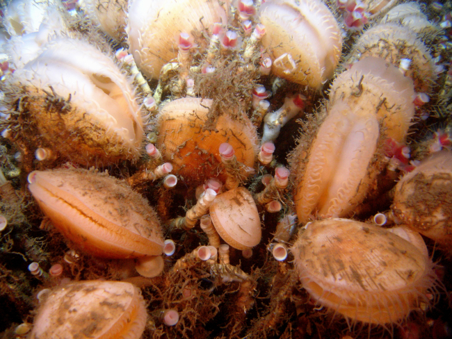 A thicket of lamellibrachian tube worms with associated acesta clams at a coldseep site