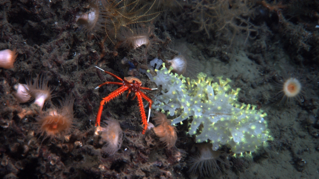 Orange anemones, an orange and white squat lobster, and a glass sponge colonized by yellow zoanthids