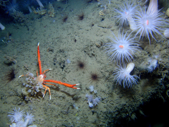 Large white anemones with orange mouth, brown cerianthid anemones, lollipopsponges, and a large orange and white squat lobster with chelae extended