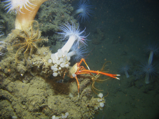 Large white anemones with orange mouth, yellow feather star crinoid, lollipopsponges, and a large orange and white squat lobster with chelae extended