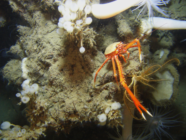 Large white anemones with orange mouth, yellow feather star crinoid, lollipopsponges, and a large orange and white squat lobster with chelae extended