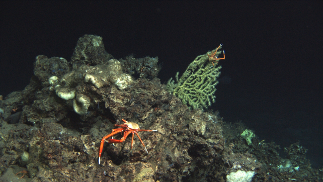 A topographic high point with squat lobsters, a paramuricid coral, and whitesponges