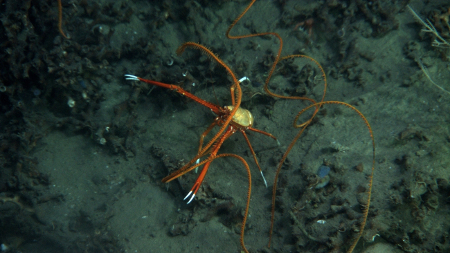 An orange and white squat lobster and orange black coral whip corals