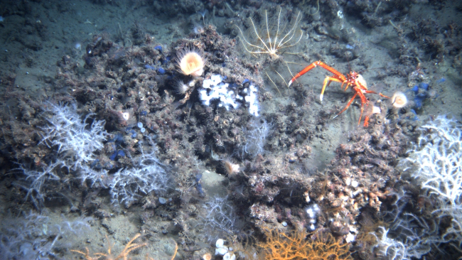 Blue sponges, white and orange Leiopathes glabberima black coral, small stands of Lophelia pertusa, a large squat lobster, a large yellow anemone, and a white and orange feather star crinoid