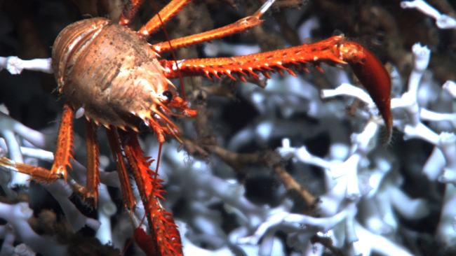 Closeup of an orange squat lobster on Lophelia pertusa coral