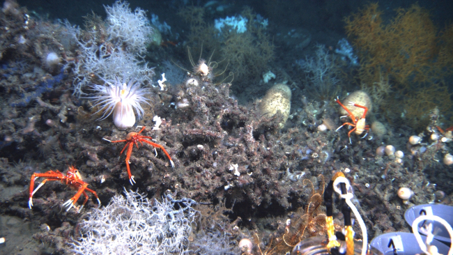 Three large squat lobsters, white Leiopathes glaberrima coral, two large sponges, a large white anemone, and the arms of a number of feather star crinoidscan be seen