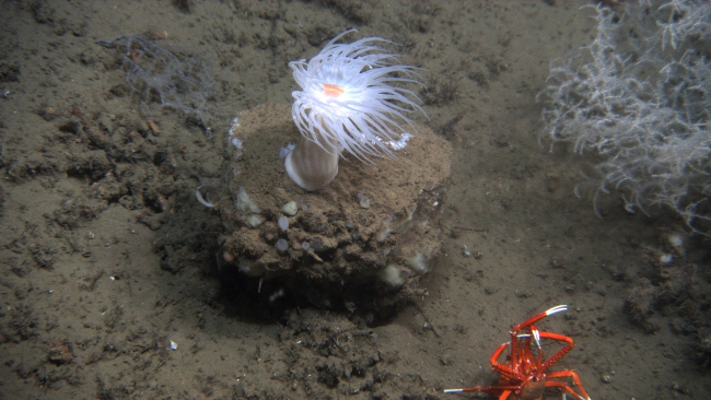 Two squat lobsters fighting? breeding? in foreground in image dominated by large white anemone with orange mouth