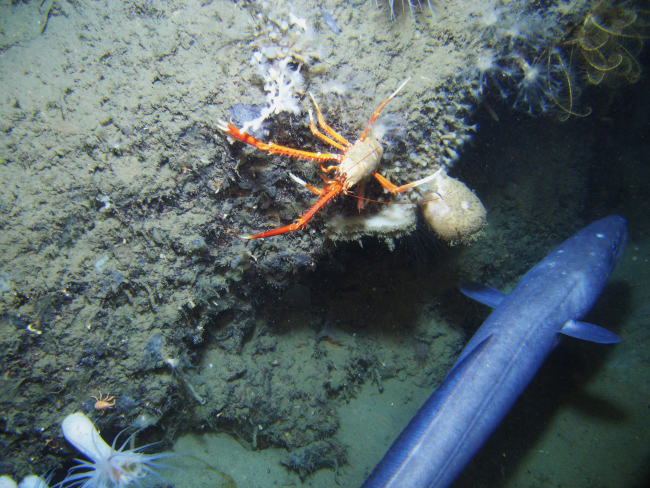 A large cusk eel,  a large orange and white squat lobster, a small tan coloredsquat lobster in the lower left, some worm tubes, a large white anemone,white zoanthids, and unique octocoral in the upper right withmultiple arms extending from a white base