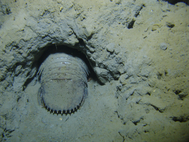A giant isopod in a burrow