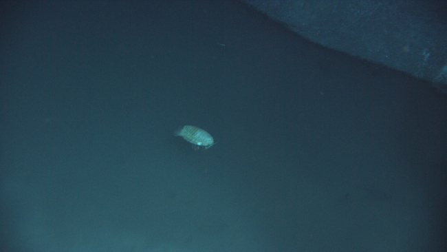 A dead giant isopod in a brine pool