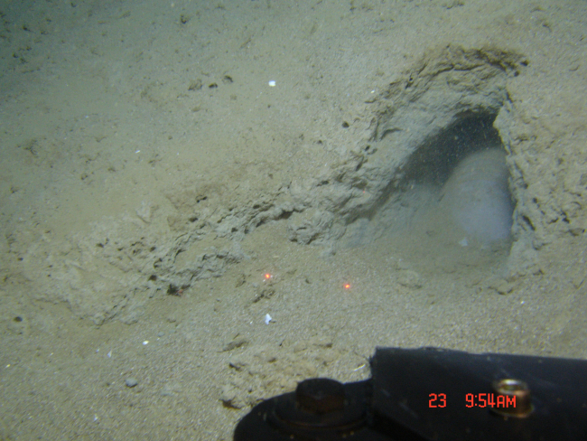 Giant isopod in a burrow