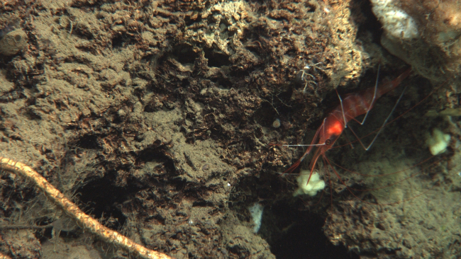 A red shrimp with white bands on a small overhang