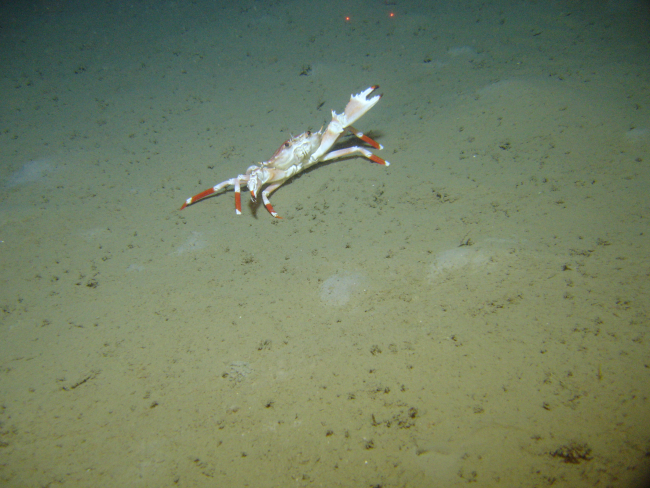 Bathyal swimming crab (Bathynectes longispina)