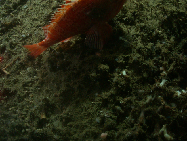 Tail of a red fish, Lophelia rubble, and numerous small biota