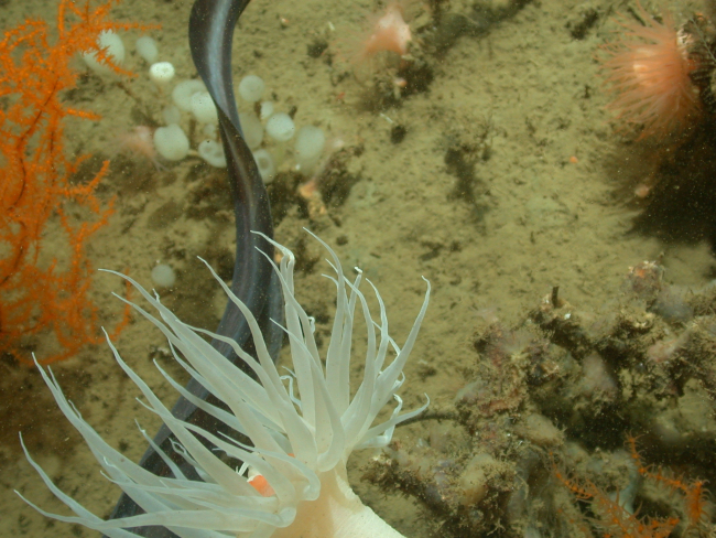 An eel seen beneath a large white anemone with orange mouth, orange Leiopathesglaberrima black coral, and small white lollipop sponges