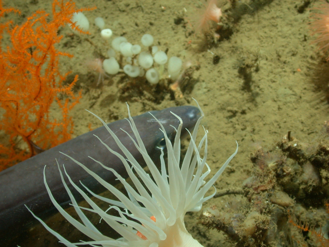An eel seen beneath a large white anemone with orange mouth, orange Leiopathesglaberrima black coral, and small white lollipop sponges