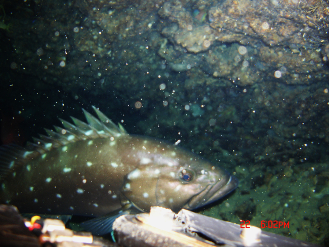 Snowy grouper