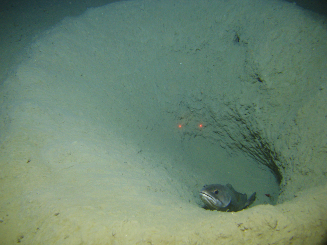 Longfin hake in burrow