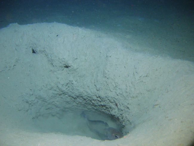 Longfin hake in burrow