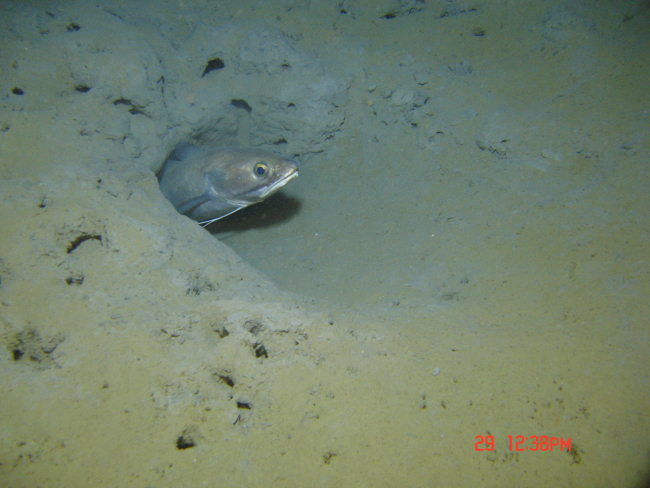 Longfin hake poking its head out of a burrow