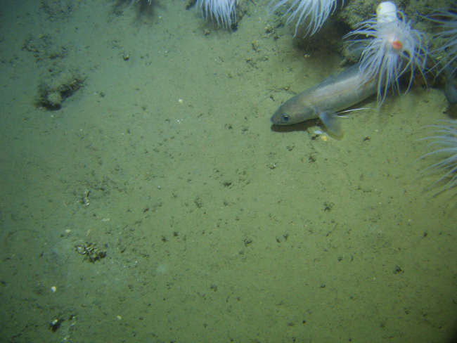 Longfin hake below small ledge with large white anemones with orange mouths