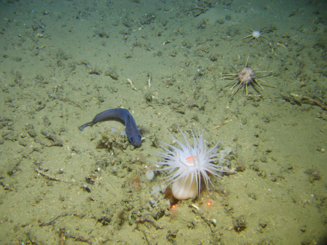 Longfin hake with large white anemone with orange mouth, two pencilurchins, small sponges, worm tubes, and broken lophelia coral