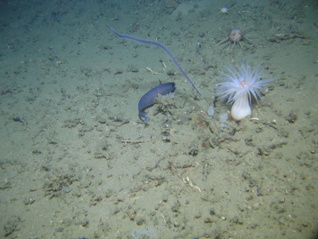 Longfin hake with large white anemone with orange mouth, two pencilurchins, small sponges, worm tubes, and broken lophelia coral