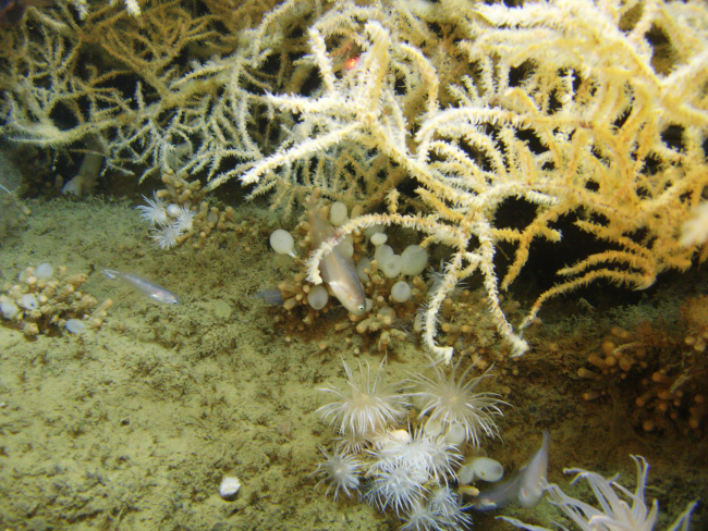 Seemingly translucent fish in vicinity of white anemones, lollypop sponges, andwhite black coral Leiopathes glaberrima