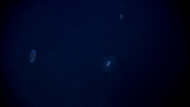 A ctenophore and perhaps a jelly looking like galaxies in the darkness of thedeep