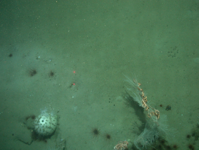 A large globular sponge, brown cerianthid anemones, and a large ophiuroidbrittle star on a Callogorgia americana coral