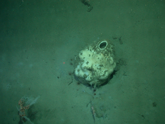 A large white sponge on a sediment substrate