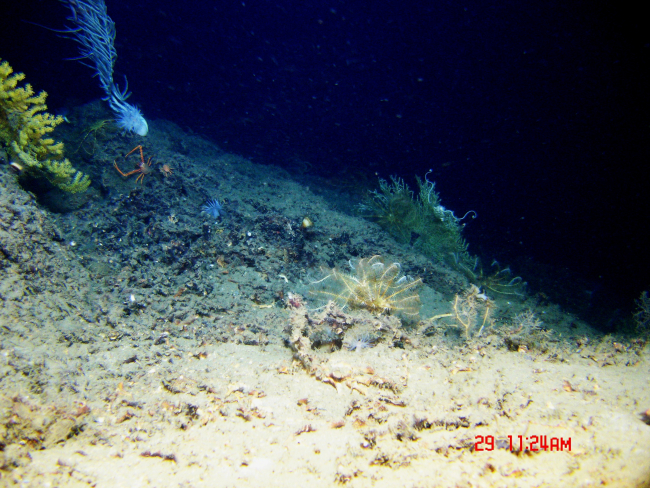 Various corals, yellow crinoids, white anemones, and two squat lobsters atopposite ends of the squat lobster size spectrum